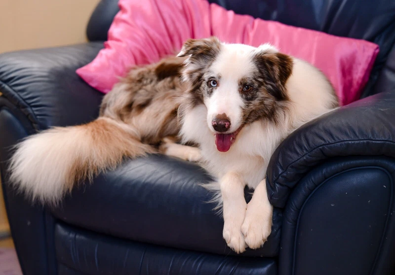 Chocolate Merle Border Collie Puppy 1 Available Dogs Puppies Gumtree Australia Bundaberg Surrounds Childers 1255855512