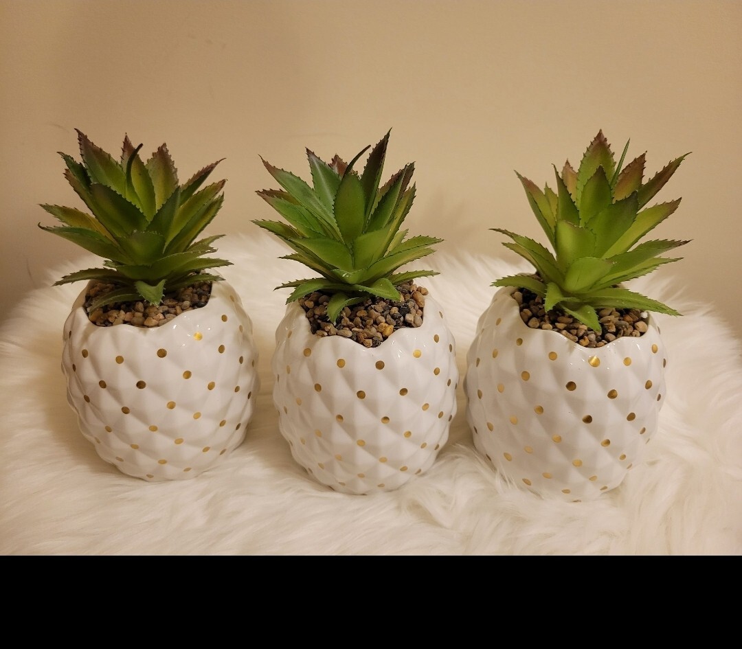 haworthia succulent zebra Haworthia Fasciata Zebra Plant – AceMegaSucculents main image 1
