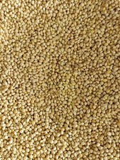 white proso millet 20 lbs dove bird seed