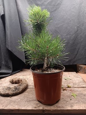 Beauvrenensis Pine for Bonsai, Grafted 6'' Pot
