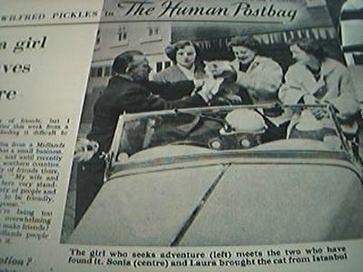 newspaper cutting 1956 sonia laura buy a cat in istanbul