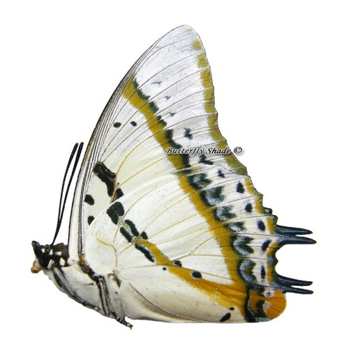 Unmounted Butterfly/Nymphalidae - Polyura nepenthes nepenthes, male, China - Picture 2 of 2