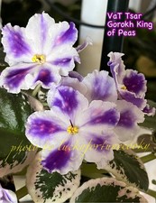 African Violet ~VaT TSAR GOROK (KING OF PEAS) ~ ONE LEAF- RUSS/UKRAIN