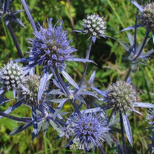 Eryngium Planum 50+ PCS fresh seeds. Blue eryngo, sea holly,