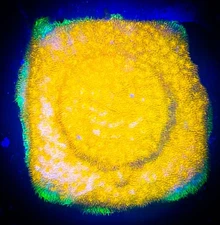 SAF~WWC’s  Watermelon Psammacora  Coral Frag “WYSIWYG”, SPS, Live Coral Colony