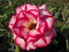 5 semi di Adenium obesum "Aura" Rosa del deserto "semi freschi "