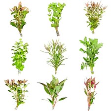 Beginner Plant Pack - 6 plants Live Aquarium Plants