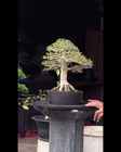 Video 1 von 1