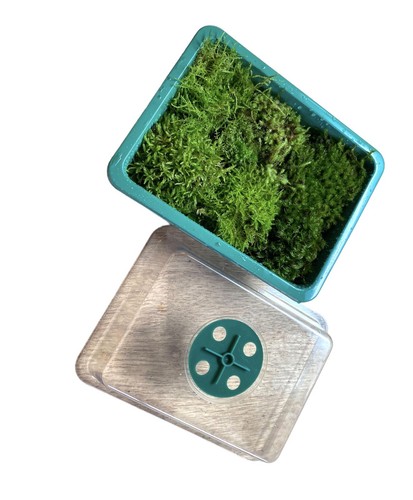 Live Moss in Propagation Box - Terrariums, Bonsais, Mossariums - 14cm x 18cm - Picture 5 of 20