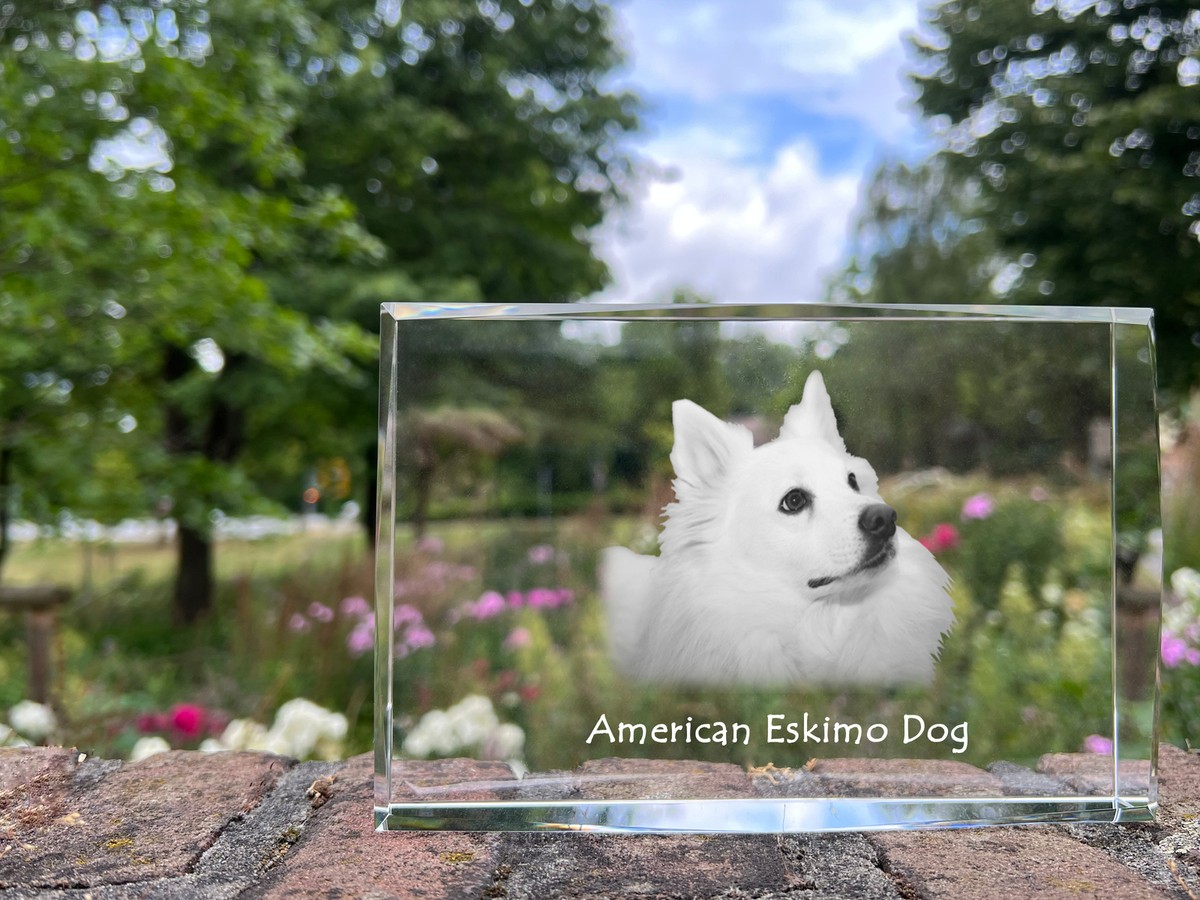 Miniature American Eskimo Weight American Eskimo Dog