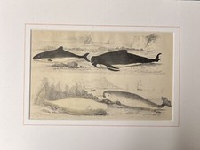 Beluga Narwal Orca