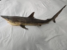 🦈 Ultra Rare Antique Real Skin Thrasher Shark Taxidermy Mount – 33.5” Long 🦈