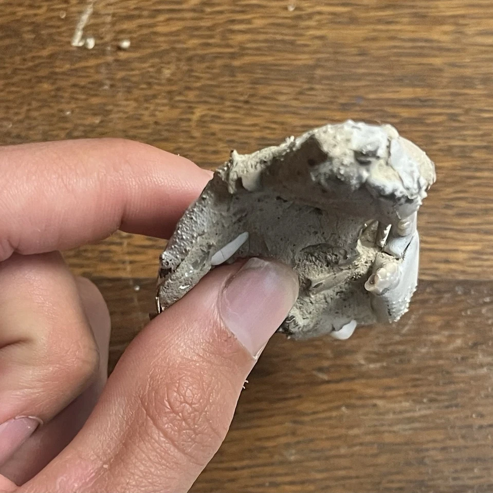 Cretaceous Crab Fossil! - Image 4 of 4