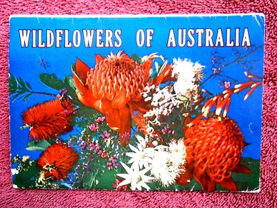 WILDFLOWERS  OF AUSTRALIA  FULL  COLOUR   VIEW  FOLDER     [466]