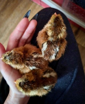 Heritage Welsummer Hatching Eggs (12) Show Quality Parents - NPIP Certified 