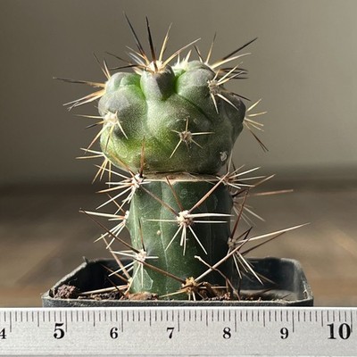A24-786 Copiapoa sarcoana, JN1969, Puerto Sarco, 61m, At., grafted