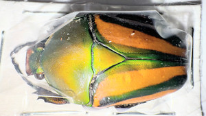 標本 Zaire Eudicella ducalis 47mm Zaire Eudicella ducalis 47mm