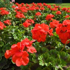 Geranium 'Best Red' F1 Hybrid - Large Scarlet Flowers - 1 Tray of 6