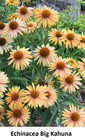 Seed Echinacea Coneflower Big Kahuna Fragrant Botanical Honey tropical MANGO +