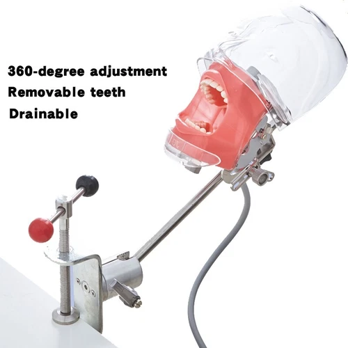 Dental Manual Manikin Simulator Phantom Head Model Training Model for Desk Table - Picture 1 of 15
