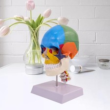 Anatomia del cranio umano modello cerebrale strumento educativo staccabile