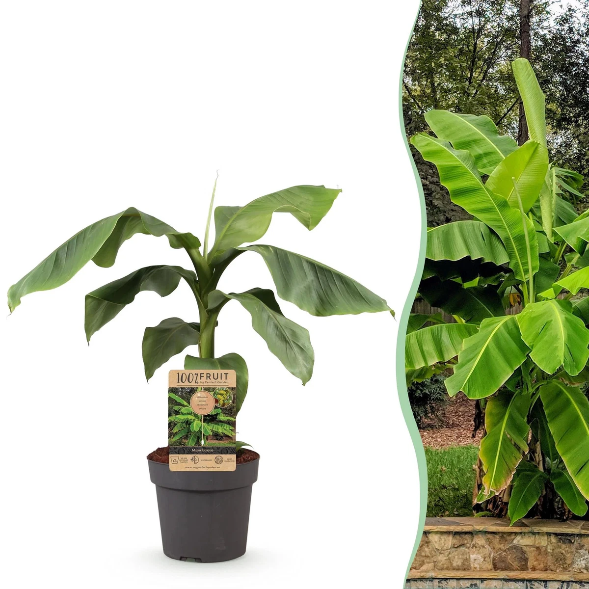 Bananenpflanze online kaufen | eBay.de