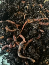 Red Californian Worms 🪱 200+ 50 free Compost/ fishing  Worms