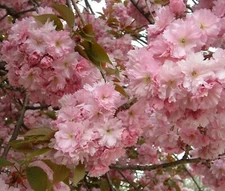 Japanese Flowering Cherry, Prunus serrulata, Tree Seeds (Showy, Hardy, Edible)