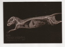 2024 Topps Allen & Ginter Dwarf Mongoose X-Ray Insert Card #xr-14