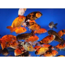 3-Pack Assorted Ranchu Goldfish 2–2.5” – Fancy Live Freshwater Aquarium Fish