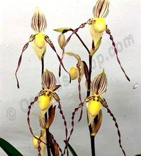 Raro Paphiopedilum philippinense Multi-Flor Zapatilla Orquídea Planta Exacta