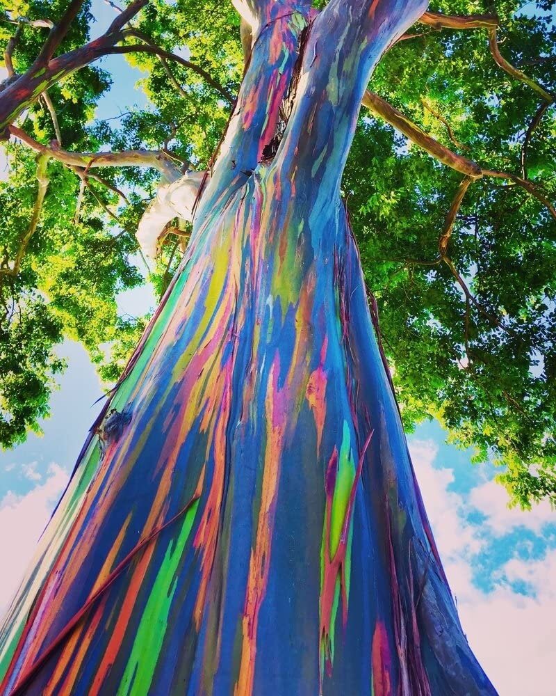 Graines d'Eucalyptus Arc-en-Ciel pour créer un bonsaï coloré sur votre terrasse
