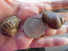 ONE ( 1 ) JUMBO LIVE HELIX ASPERSA PET LAND SNAIL