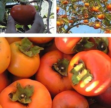 winterharte Kakibaum Stecklinge schnellwüchsige exotische Pflanzen für Garten --