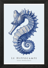 Blue Seahorse Illustration Framed Wall Art Poster Canvas Print Picture