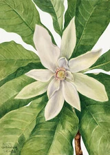 Botanical Plant Illustration - Umbrella Tree (Magnolia tripetala) Art Print