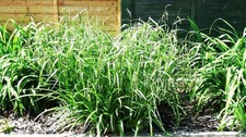 50 CAREX PENDULA WEEPING SEDGE GRASS UK NATIVE POND PLANT LAKE MARGINAL WOODLAND