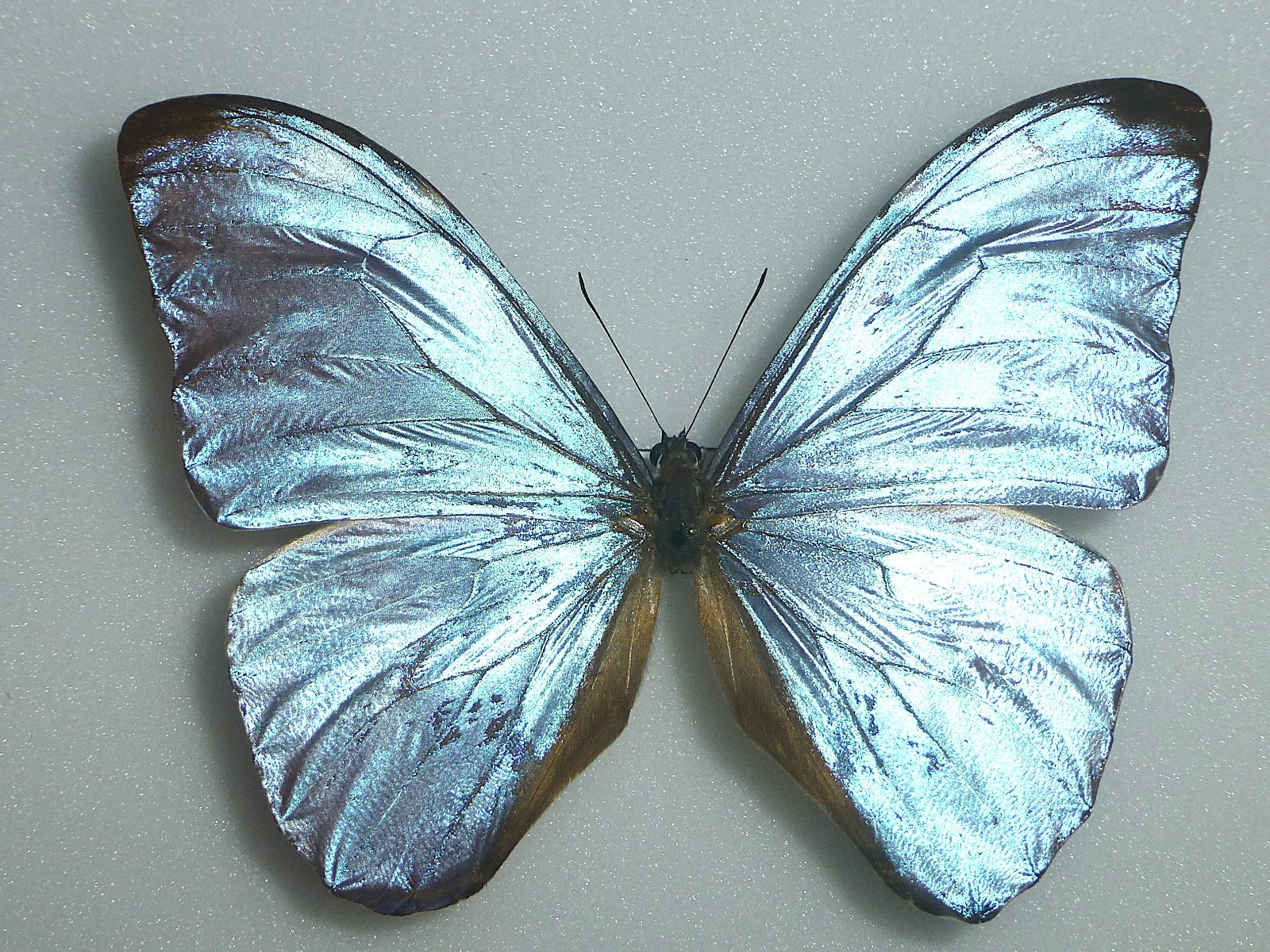 FANTASTIC MORPHO EUGENIA URANEIS MALE NYMPHALIIDAE NYMPHALIDAE PERU