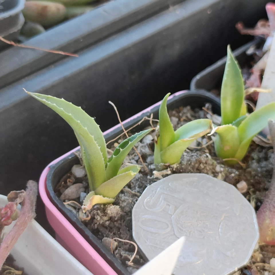Agave Utahensis Var. Eborispina Charleston Peaks 🏵️ One plant only Succulent - Image 4 of 4
