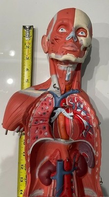 Human Anatomy Muscle Organ Model 33 Inch Half Life Size with Removable Parts
