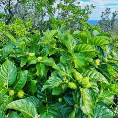 50+ Natural Dried Noni Leaves   Ahu Morinda Citrifolia Organic Herbal Fruit Leaf