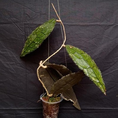 Hoya Clemensiorum Rare Tropical Plant Collector s Indoor Plant Rooted Cutting