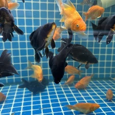 Black Butterfly Koi 4 Inch Live fish short Body