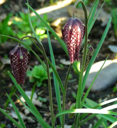 Fritillaria Meleagris : 100 Seeds (2022) : Checkered Lily : White, Purple, Brown - Picture 11 of 12