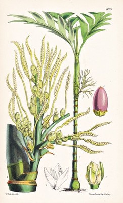 Areca Pumila Malay Archipelago Botanik flower botany lithograph Curtis 6025