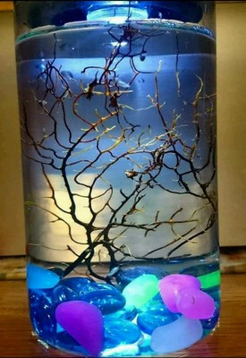 self sustaining betta fish tank