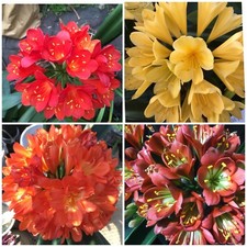 5x Clivia miniata MIXED 6 month old seedligs. UK National Collection holders