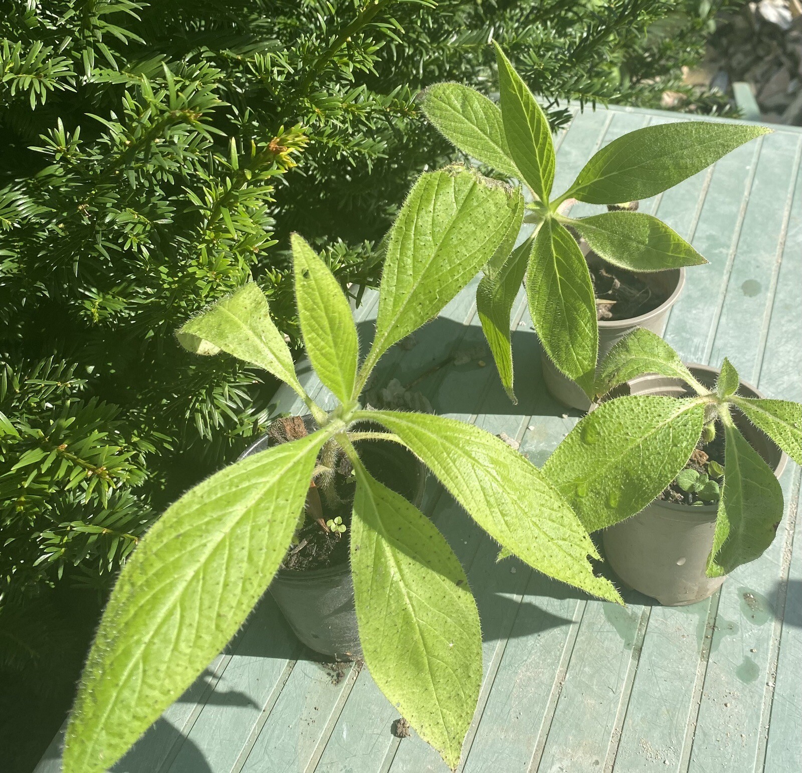 Echium pininana Blue Steeple Tower of Jewels 4 plants eBay