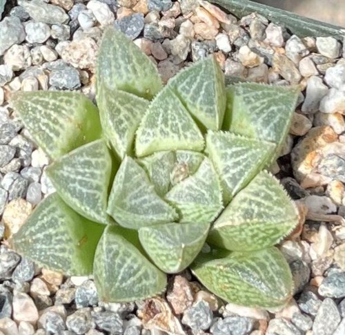 Haworthia ‘White Wedding’ Succulent Cactus Plant