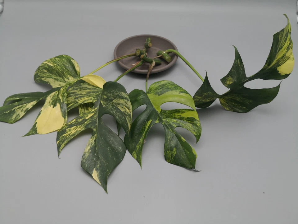 Esquejes Monstera Minima Aurea Variegata / Raphidophora Tetrasperma Variegata - Imagen 2 de 4